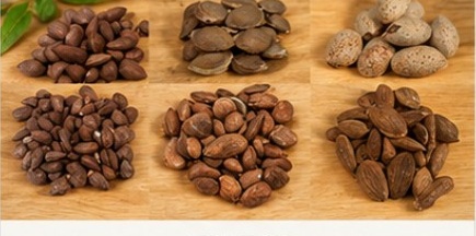 Bitter almond kernels after shell removal
